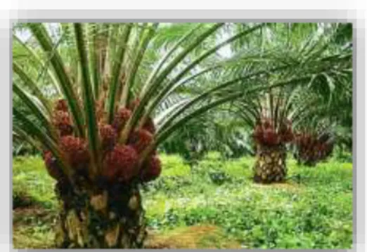 Figura  3.  Cosecha  de  palma  africana.  Fuente: 