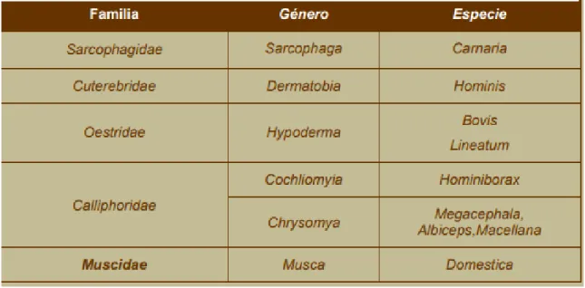 Tabla 2: Moscas que causan miasis