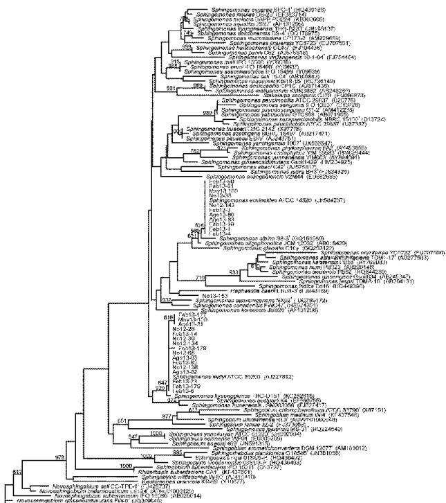 Figura R1.18. Afiliación  filogenética de  los  28 aislados  pertenecientes al  género Sphingomonas  basada  en la secuencia  parcial  del gen 16S rRNA