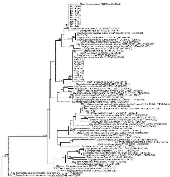 Figura R1.19. Afiliación filogenética de los 22 aislados pertenecientes al género Staphylococcus basada  en la secuencia  parcial  del gen 16S rRNA