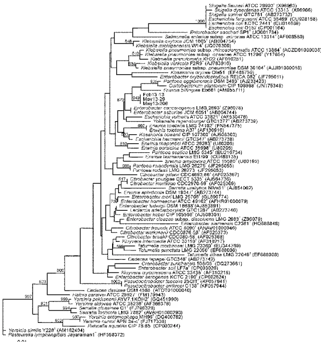 Figura R1.7. Afiliación filogenética de los 3 aislados pertenecientes al género Enterobacter basada en la  secuencia del gen 16S rRNA