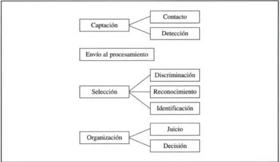 Figura 1- Proceso de Percepción   (Seoanez &amp; Angulo, 1997)