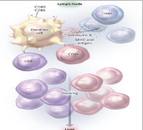 Figura 4.  Paso 2 en el proceso que conduce a la EPOC: Proliferación de  células T.  Reproducido con permiso “Cosio MG, Saetta M, Agusti A