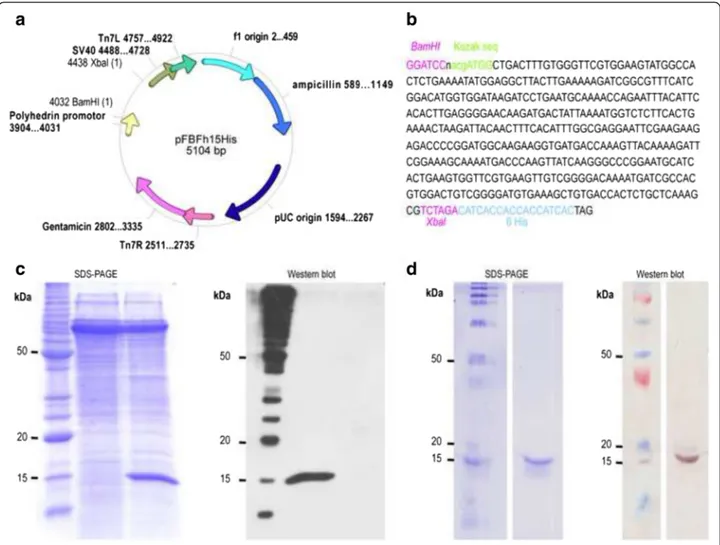 Fig. 1 The expression and purification of rFh15b using the baculovirus system. a The generated vector pFBFh15His; b The nucleotide sequence from Fh15, including the Kozak sequence, the C-terminus 6-His tag and the restriction sequences for BamHI and Xbal; 