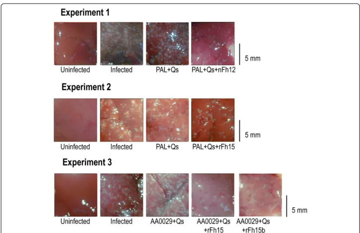 Fig. 2 Representative hepatic lesion area reduction in BALB/c mice after vaccination. Natural and recombinant FABP (nFh12, rFh15 or rFh15b) formulated with the adjuvant adaptation (ADAD) vaccination system were used with the natural immunomodulator PAL or 