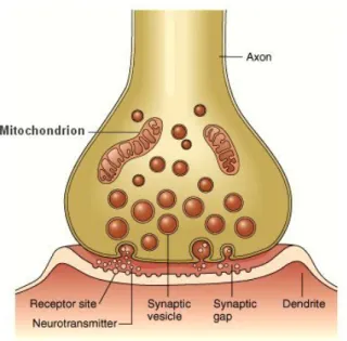 Figure 1.13: Diagram of the action of a typical chemical synapse, where the axon represents the presynaptic terminal and the dendrite represents the postsynaptic terminal