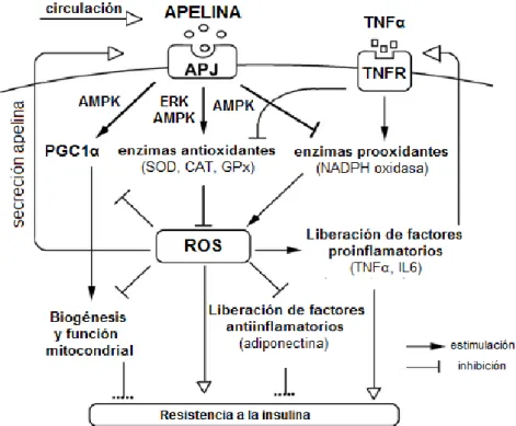 Figura 4: Vías de señalización del sistema apelina/APJ en la regulación del estrés oxidativo