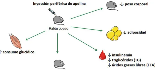 Figura 2. Efectos metabólicos del tratamiento con apelina suministrada de forma intravenosa o  intraperitoneal en ratones obesos