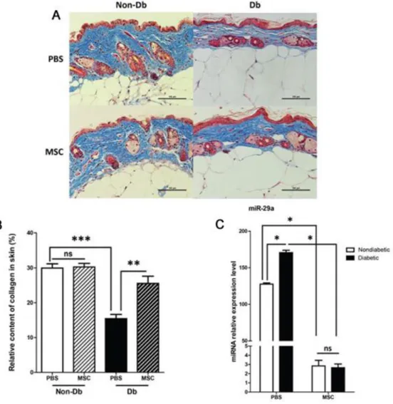 Figura  8.  Efectos  del  tratamiento  con  células  madre  mesenquimales  en  los  niveles  de  colágeno  y  miR-29a  en  ratones  diabéticos  y  control