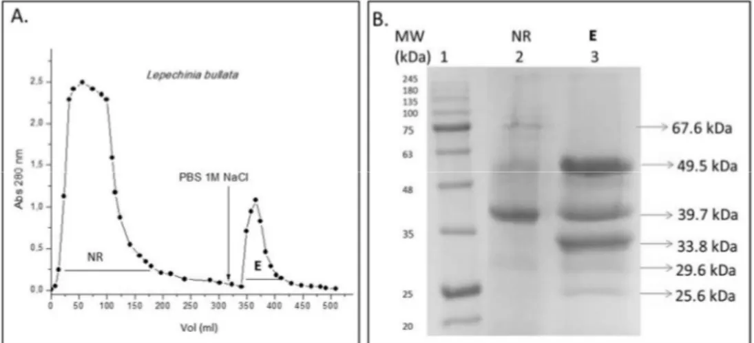 Fig. 1: Chromatographic profile and SDS-PAGE from fractions of L. bullata obtained by IEC