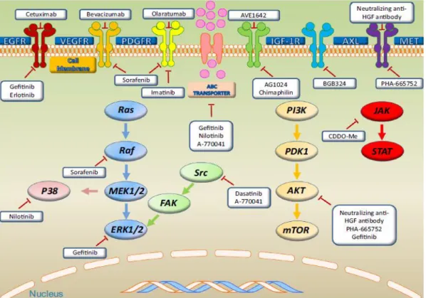 Figura 4. Ilustración de distintas dianas terapéuticas dirigidas a proteínas tirosina-quinasa  en sarcomas