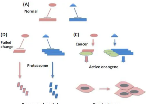 Figura 5. Papel de las HSPs en el desarrollo del cáncer. (A) La expresión suprimida de  los oncogenes (rectángulos) por proteínas reguladoras (esfera y triángulo)  en una célula  normal