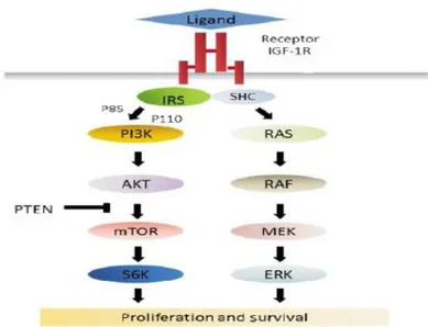 Figura  2.  Representación  esquemática  de  la  vía  de  señalización  de  IGF-1R.  La  activación del receptor tras la unión del ligando induce la activación de dos vías de  señalización (PI3K/AKT/mTOR y MAPK)