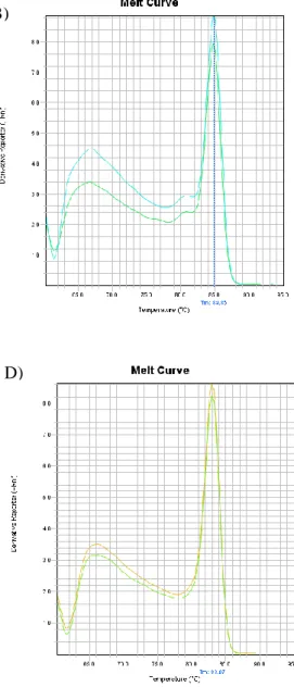 Figura  2.  Curvas  de  fusión  obtenidas  en  la  RT-PCR  a  tiempo  real  en  la  prueba  de  cebadores