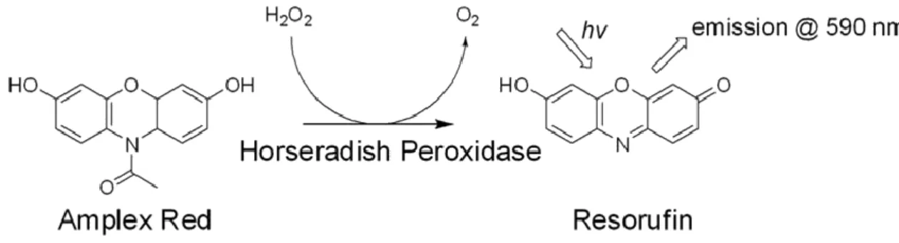 Figura 3.1. Reacción catalizada por la peroxidasa de rábano (HRP) que da como producto la  resorufina (40)