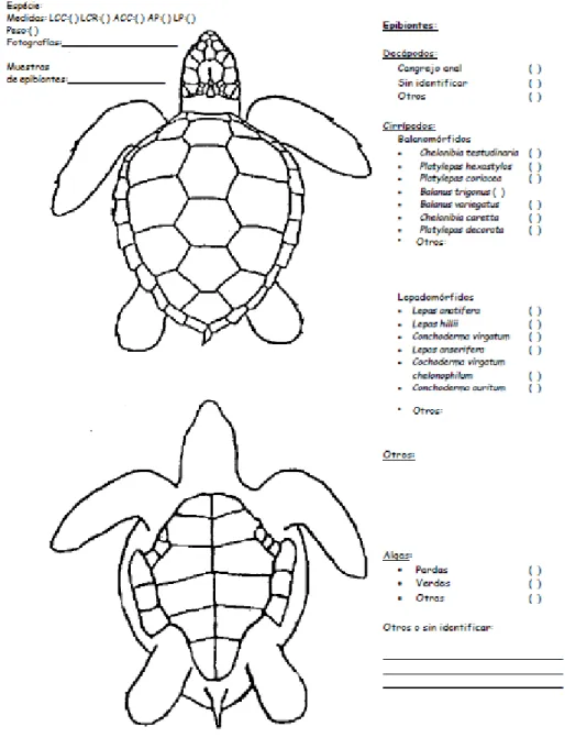 Figura 4. Fitxa per a la recollida d’informació sobre avaraments de tortugues marines extreta de  l’annex II de “Sección IV: Protocolos de actuación ante varamientos” de la Sociedad Española de 