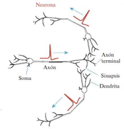 Figura 2.1: Red neuronal formada por tres neuronas que intercambian potenciales de acción la una con la otra.