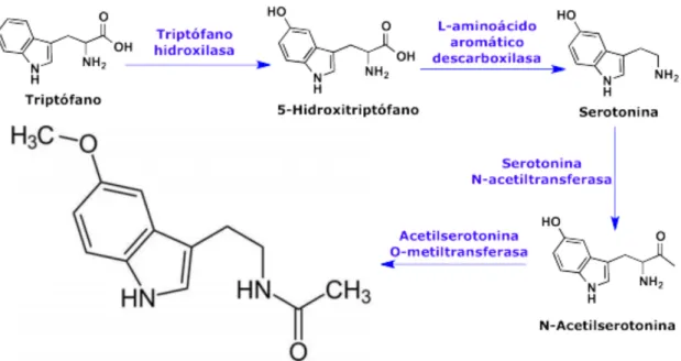 Fig. 5. Sintesis de melatonina a partir de triptofano