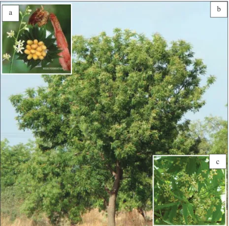 Figura 1.1. El árbol de Neem. a) Frutos de Neem maduros; b) Árbol de Neem de 8 años de  edad; c) Flor de Neem en etapa previa a cargar fruto 