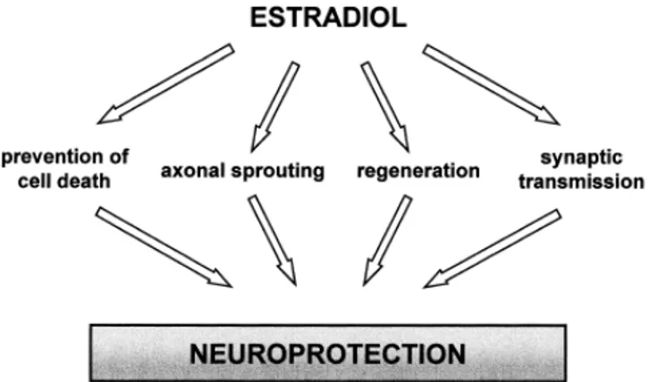 Figura  1.  Esquema  de  varias  de  las  actuaciones  del  estradiol  sobre  la  neuroprotección,  como  puede  ser  la  prevención de la muerte celular, la regeneración celular y la mejora de las transmisiones sinápticas promoviendo  la formación axonal 