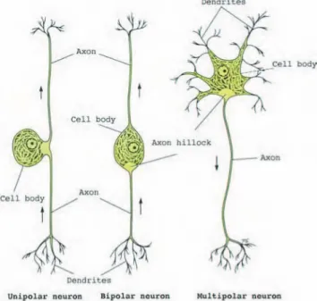 Figure 1.2: Morphological classification of neurons. Arrows indi- indi-cate the direction of information propagation.