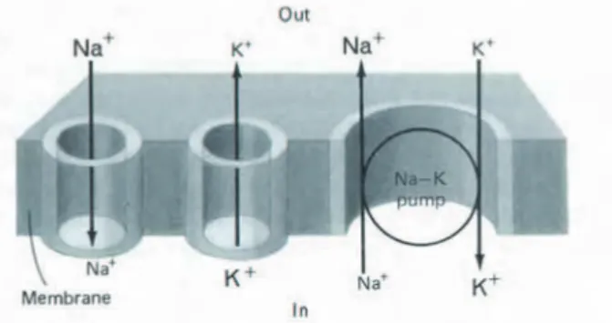Figure 1.3 shows a schematic representation of the sodium, potassium and active-pump channels in the membrane.