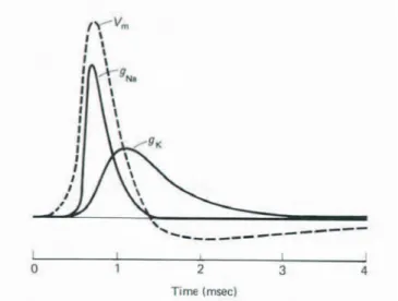 Figure 1.4: Voltage membrane during an action potential and evo- evo-lution of g Na and g K .