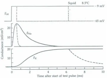 Figure 1.11: Ionic conductances changes during depolarization and repolarization.