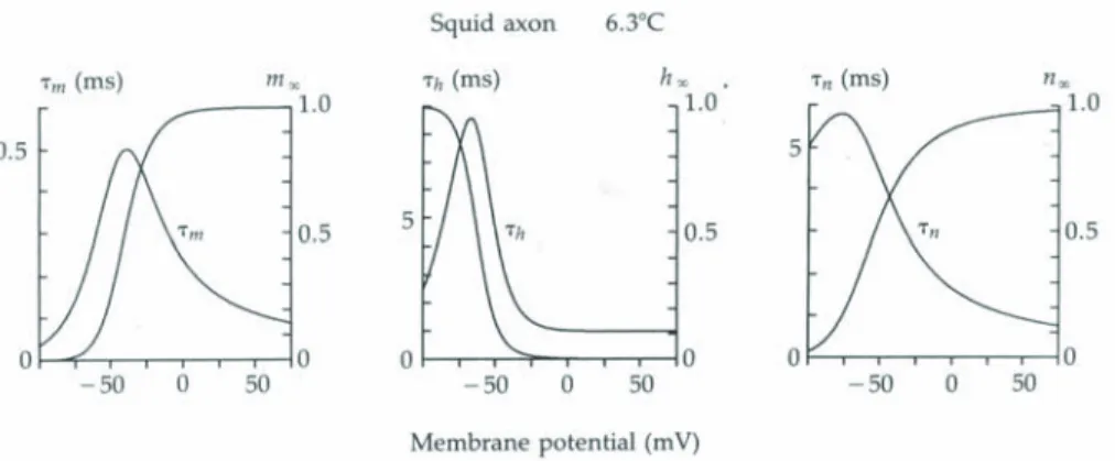 Figure 1.12: Voltage-dependent time constants τ m , τ h and τ n and steady-state values m ∞ , h ∞ and n ∞ .