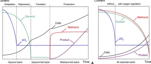 Figure 12: Process phases and concentration courses of Mut S  P. pastoris cultivations