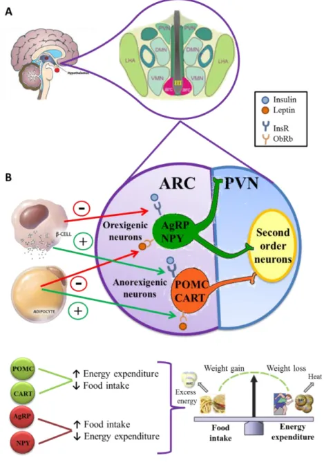 Figure  1.  A.  Anatomical  localization  of  the  arcuate  nucleus  (ARC)  and  the  surrounding  hypothalamic  nuclei: 