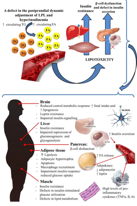 Figure 3. Overview of the pathophysiology of obesity-related insulin resistance. Obesity is characterized by a  chronic positive energy balance which leads to an increased storage of fat in adipose tissue