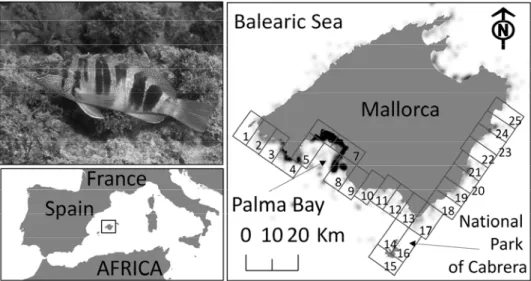 Figure 8.1 Picture of Serranus scriba (Family: Serranidae) (top left panel). Map locating the Mallorca  Island in the Balearic Sea (NW Mediterranean) (bottom left panel).The spatial location of the 25 sites of  eggs releasing is showed in the right panel h