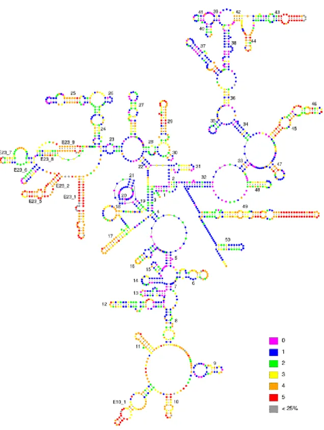 Fig. 4. Secondary model structure of SSU in Saccharomyces cerevisiae yeast. Different positions inside  the molecule has been divided in 5 groups of variability (from totally conserved (pink) to highly variable  (red))