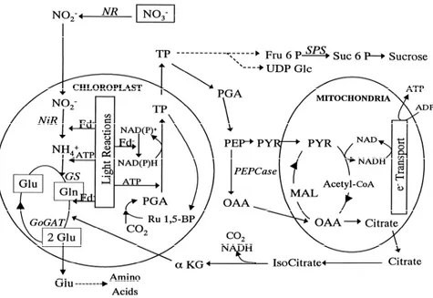 Fig. 5. Nitrogen uptake and assimilation in autotrophic organisms. NO 3 -  uptake and NH 4 +  assimilation  primarily occurs in cytosol and plasts (chloroplasts and mitochondria), respectively