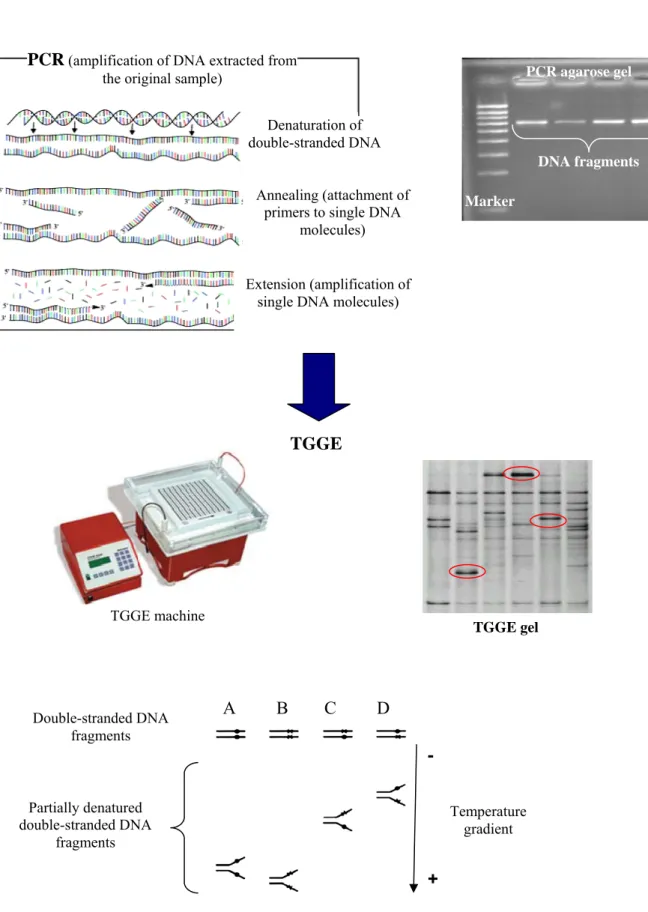 Fig. 6. TGGE molecular technique diagram. A, B, C and D represent different samples. Red ellipses are  different OTUs detected in TGGE gel.