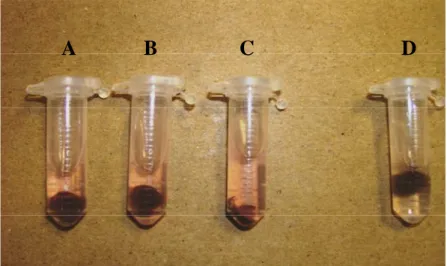 Fig. 9. Colorimetric method to measure NR using an “in vitro” technique. After incubating  samples with a buffer solution containing NO 3 -  and NADH, reagents are added to measure NO 2 - 