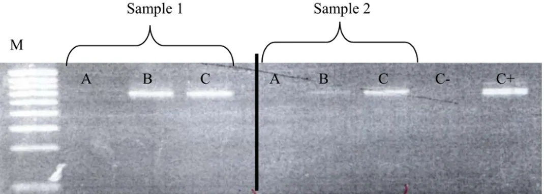 Fig. 10.  PCR 2% (wt/v) agarose gel after purifying DNA extracts with DNeasy Plant  Mini Kit (Qiagen) in two different samples