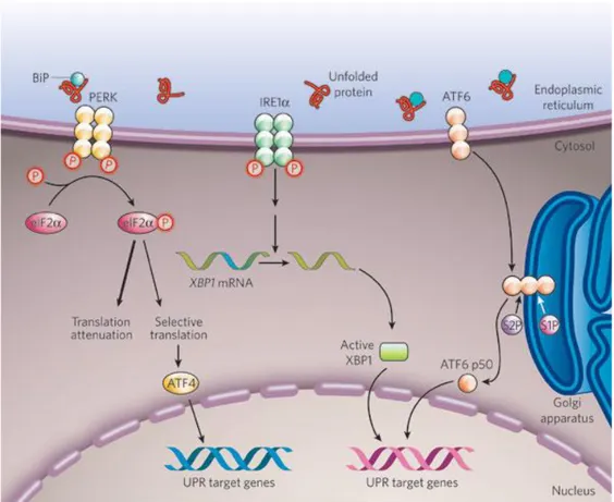Figure  1.2.  Overview  of  UPR  signaling  in  the  cell.  Image  taken  from  (Zhang  and  Kaufman,  2008)