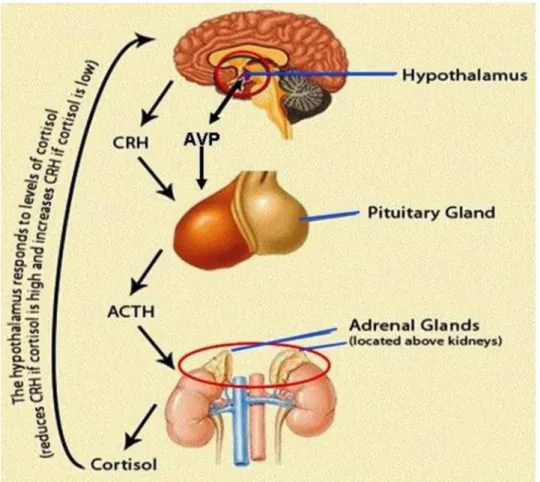 Figure 2. Illustrates the physiological  c a s c a d e involved in the  hypothalamic-pituitary-adrenal (HPA) axis  a n d the regulation  f e e d b a c k after the cortisol secretion