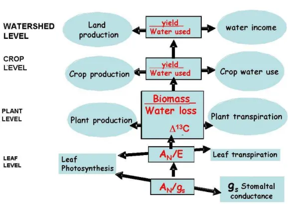 Figure  1.2.  Different  levels  for  water  use  efficiency  measurement.  From  leaf  to  watershed,  (instantaneous to growth season or yearly basis) there is a progressive integration of different crop  production  processes  and  water  expenses  with
