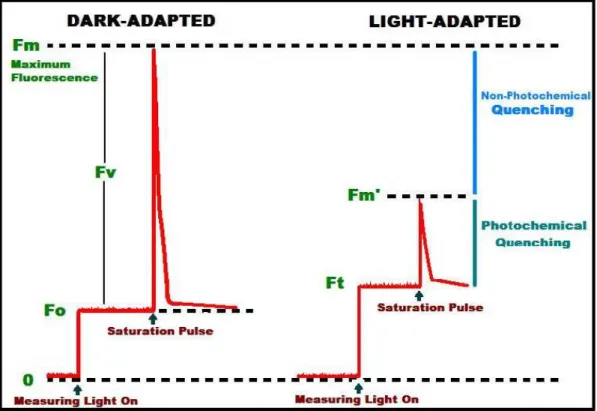 Figure 3.3. Sequence of a typical fluorescence trace. (From Gallé &amp; Flexas 2010) 