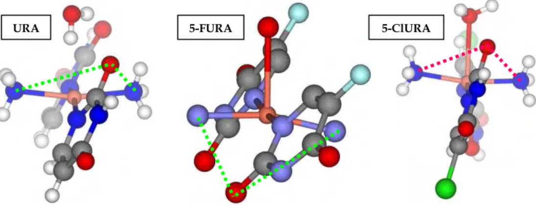 Figura 53. Representacions dels complexos [Cu(uracilat-N 1 ) 2 (NH 3 ) 2 ]·2H 2 O [23] en conformació sin totalment eclipsada a  l’esquerra i [Cu(5-clorouracilat-N 1 ) 2 (NH 3 ) 2 ]·2H 2 O [26] en conformació gauche quasi anti a la dreta