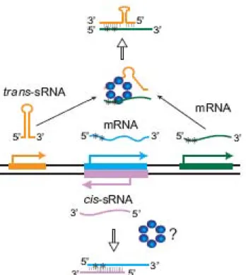 Figura  10:  sRNAs  codificados  en  cis  y  codificados  en  trans  y  su  interacción  con  el  mRNA diana