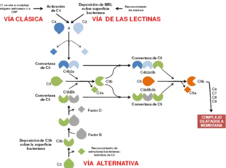 Figura 14: Vías de activación del sistema del complemento  55 . 