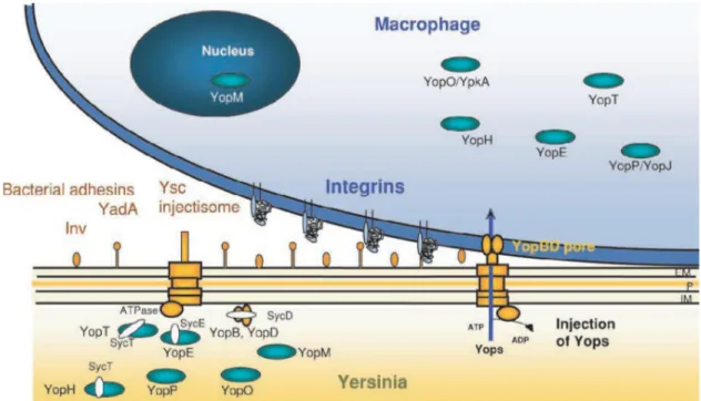 Figura 2. Secreción de Yops por el inyectiosoma Ysc y translocación a través de la membrana de  la célula diana