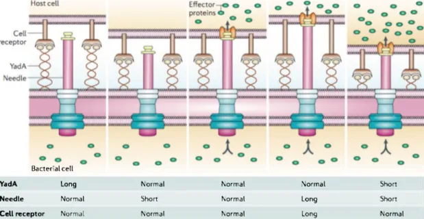 Figura 5. El papel de la aguja del inyectiosoma. La unión entre la bacteria y la célula ocurre por  el contacto entre la adhesina YadA y el receptor de la célula