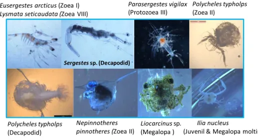 Figure 1.2 Example of decapod crustaceans morphological diversity among species and  developmental larval stages (in brackets) off Balearic waters.