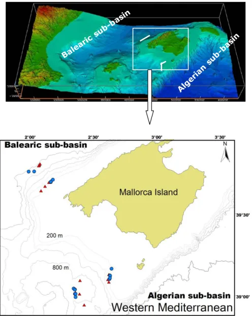 Figure  2.1 Study area  in the Western Mediterranean Sea, identifying plankton stations  sampled (blue dots = late autumn; red triangles = summer), at four stations located over shelf  break (200 isobath) and mid slope (900 isobath) off the northwest and s
