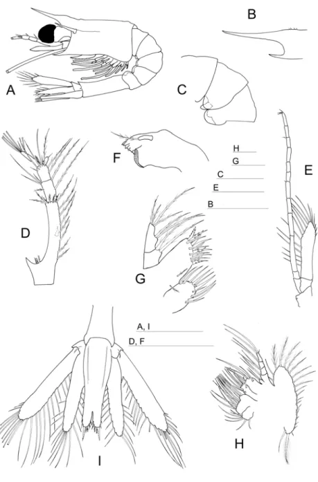 Figure 2.2. Mysis II of the red shrimp Aristeus antennatus (Risso, 1816). (A) Lateral view; (B)  rostrum; (C) detail of pleon and pleopods of somites 1-3; (D) antennule; (E) antenna; (F) right  mandible; (G) maxillule; (H) maxilla; (I) uropods and telson